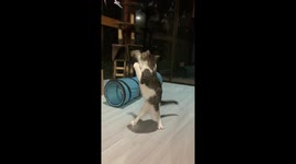 Meowmed Ali? Boxing cat packs a powerful punch!