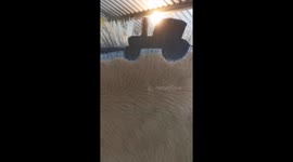 Fjord Horse's Mane Trimmed in Support of Farmers Movement