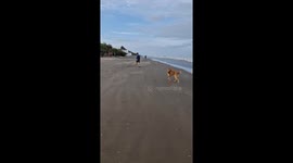 Playful Golden Retriever Takes Guy Out