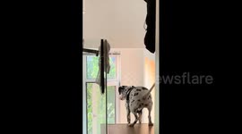 Strange Sitting Posture of Dalmatian Dog in Beijing, China