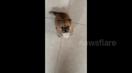 Puppy Wags Tail Quickly to Beg for Treat in Anhui, China