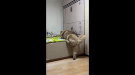 Adorable dog with short legs struggles to climb onto bed