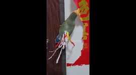 Clever Chinese Parrot Turns Couplets into Feather Ornaments