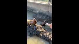 Fur seal's moaning amuses visitors at feed time in China