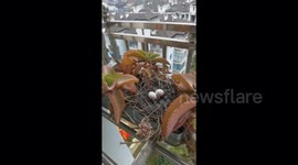 Spotted dove finds cozy nest on resident's balcony in China