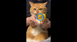 Playful “gunplay” shooting between cat and owner brings joy in China