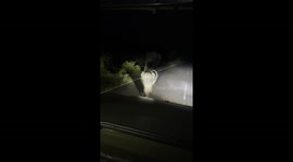 Brave elephant calf strolls up to vehicle and sticks trunk through window in search of food