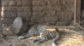 Header - Shocking moment when forest department freed leopard's head from a metal vessel