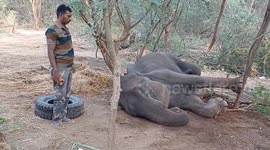 A elephant calf was reunited with another herd, after its mother elephant death in south india