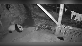 Curious giant panda strolls around family's home overnight to find munchies