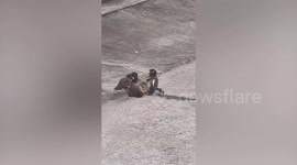 Myna birds refuse to let go of each other while fighting on street