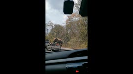 Jumbo appetite! Hungry wild elephant raids pickup truck for food