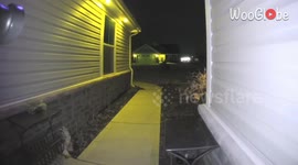 Raccoon steals a delivery package from the house porch *Hilarious CCTV Footage*