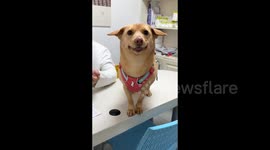 Dog's Hilarious Reaction to Doctor in Jiangsu, China