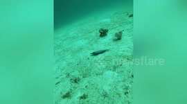 Diver discovers dead fish mysteriously scattered across sea floor