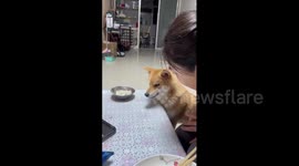 Dog communicates with its owner in Shanxi, China
