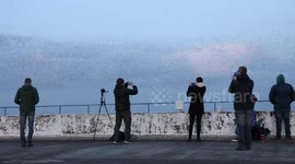 Bird watchers flock to multi-storey car park to watch stunning starling murmurations