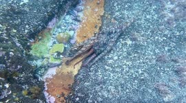 Hilarious moment octopus tries to drag woman back to underwater cave after spotting red-painted toenails