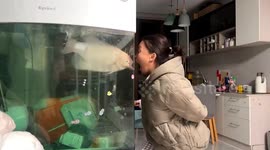Pet fish mimics owner by opening its mouth widely during playful battle