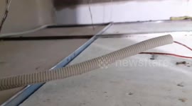 Reptile expert catches snake family hiding in resident's bathroom ceiling
