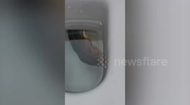 Huge python seen at the bottom of toilet