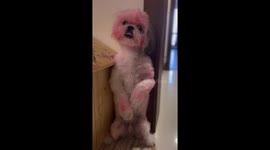 Papillon's painted pup: mischief unleashed in Iran