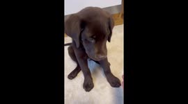 Malu the marvel: dog mastery in paw greetings