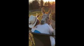 Donkeys nuzzle their owner as he serenades them with 'Tennessee Whiskey' rendition