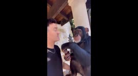 Animal caretaker shares bunch of grapes with chimpanzee