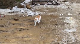 Perfectly clean white cat tiptoes over muddy ground