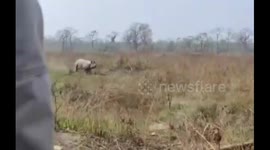 Indian safari motorist outmanoeuvres pursuing rhino in thrilling chase