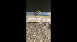 Rat dives into canal to escape from cats