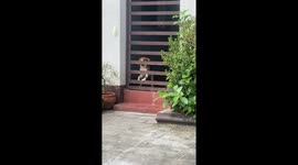 Beagle puppy's hilarious escape attempt foiled