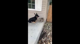 Small Dog and Raccoon Friend Are Reunited