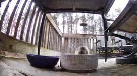 Stray cat's misguided chase caught on Ring camera