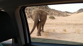 Motorists hold their breath as curious elephant inspects vehicle in NamibiaA gru