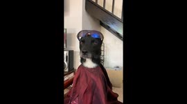 Cool Dog Is Best Barbershop Client