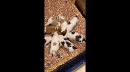 Pinwheel Of Brittany Puppies