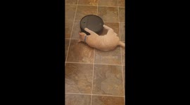 Cat's playful claws take charge of robot vacuum