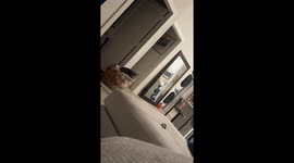 Cat Needs to Reboot