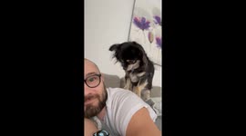 Little Dog Gives Guy a Massage