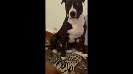 Dog Wants to Be Close to Fire