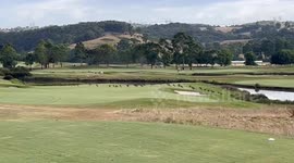 Dozens of kangaroos invade golf course near Melbourne