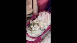 Girl Babies Her Cat While Doing Homework