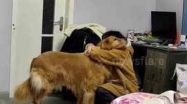 Heartwarming moment 7-year-old golden retriever comforts owner in emotional scene
