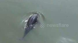 Extremely rare Yangtze finless porpoise dance through water in southern China