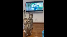 Heartfelt Moment as Dog Expresses Empathy While Watching TV Drama in China