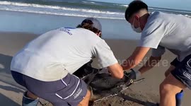 Tender moment rescued sea lions are released into the wild