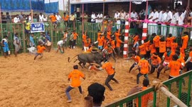 Jallikattu sport: A few bull tamers flew some distance in the sky and fell down when the aggressive bulls pounced in a bull taming event held in south india.