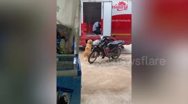 Golden Retriever dog patiently waits for free bread from delivery truck worker